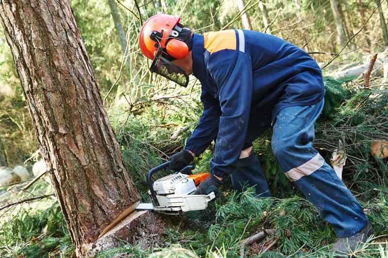 NYC Tree removal services