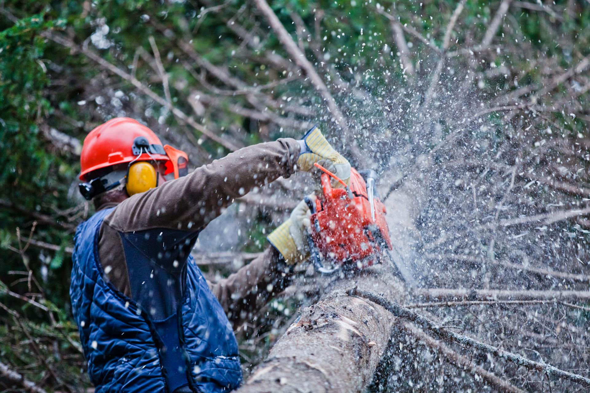 cheap tree company in NYC