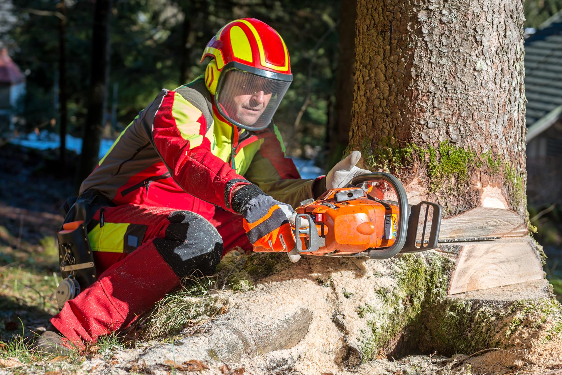 best tree cutting services nyc