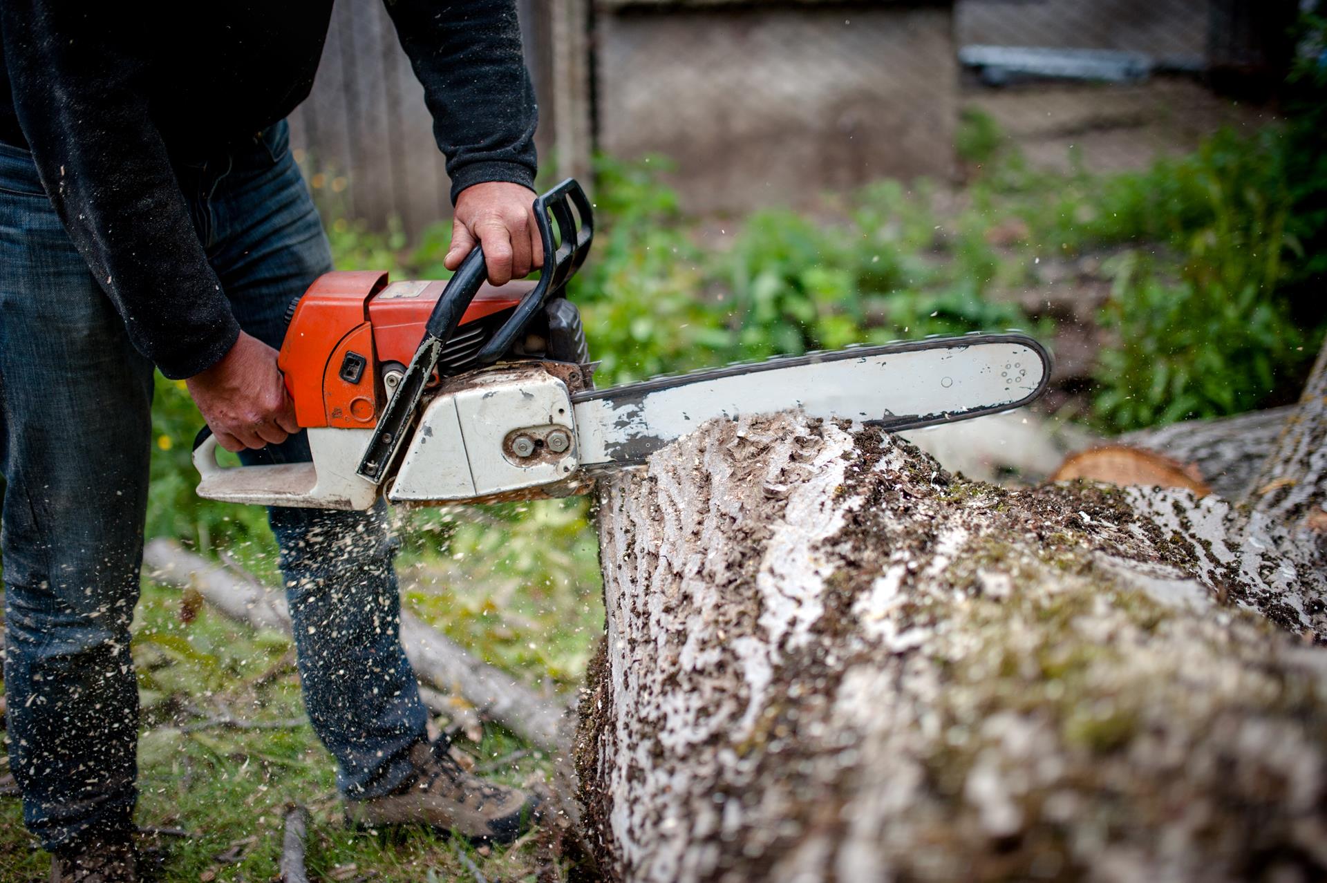 Bronx tree service near you